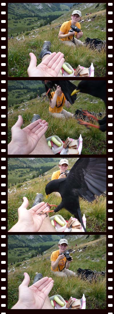 picture series feeding a bird