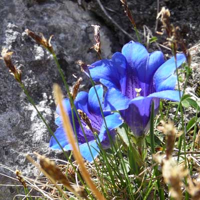 spring flower one