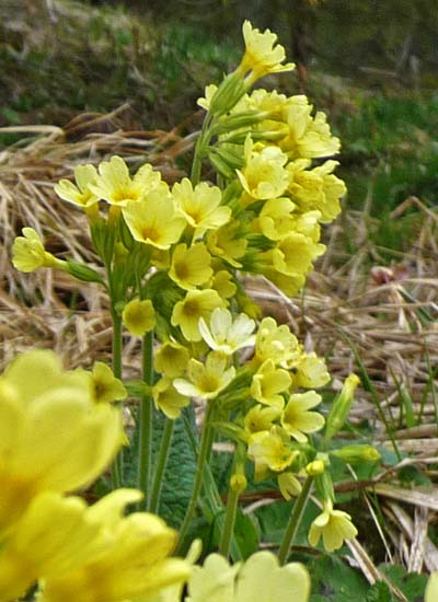 spring flower three