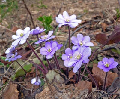 spring flower four