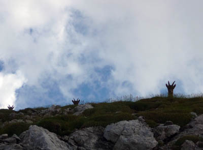 three mountain goats