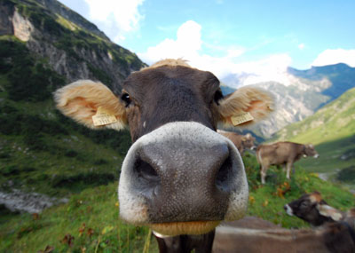 wide angle cow