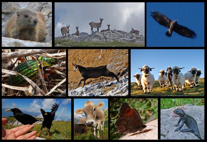 some animals encountered during hiking in the alps