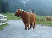 On the Ehrwalder Alm are different types of cattle. There are even some scottish highland cattle among them.