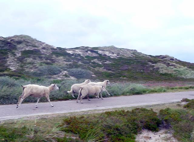 Sheep on the run.