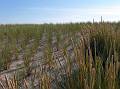 Beach-oat-plants are put on the sand dunes in order to fortify them against the next floodings from the sea